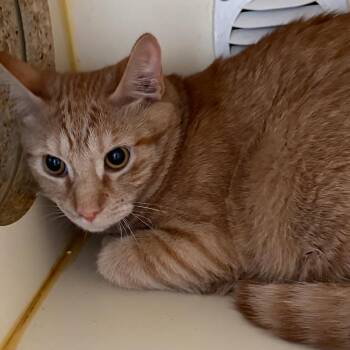 Domestic Short Hair Cats Available for Adoption in Tulsa, Oklahoma - Crew | PetCurious