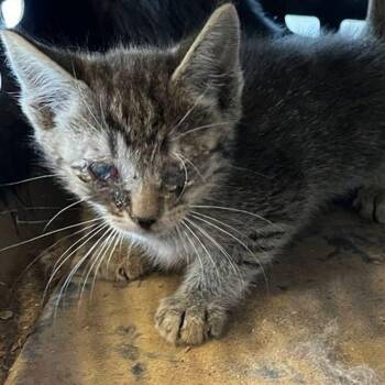 Prince -  Domestic Short Hair Cat for Adoption in Kingman, Arizona - Prince | PetCurious
