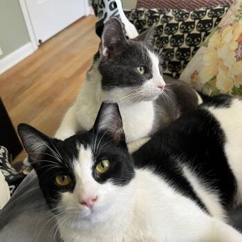 Domestic Short Hair Cats Available for Adoption - Mugsy & Murphy  | PetCurious
