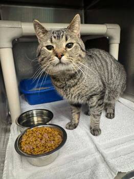 Domestic Short Hair Cats Available for Adoption in Marion, Ohio - Charlie | PetCurious