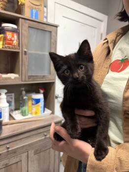 Comet (26-134 C) -  Domestic Short Hair Cat for Adoption in Lansing, Michigan - Comet (26-134 C) | PetCurious