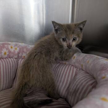 Crumb -  Domestic Short Hair Cat for Adoption in Lakewood, California - Crumb | PetCurious