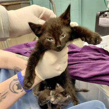 SWOOSH -  Domestic Short Hair Cat for Adoption - SWOOSH | PetCurious
