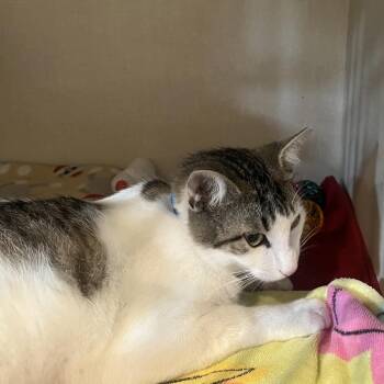 Domestic Short Hair Cats Available for Adoption in San Antonio, Texas - Edgar | PetCurious