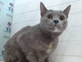 Domestic Short Hair Cats Available for Adoption - MACI | PetCurious