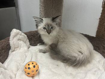 Rescue Siamese Cats for Adoption in Palmetto, Florida - Calliope | PetCurious