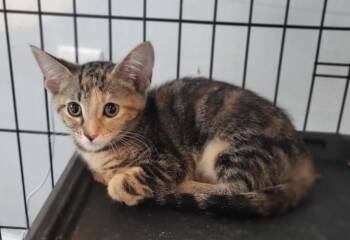 Mocha -  Domestic Short Hair Cat for Adoption in Bloomington, Indiana - Mocha | PetCurious