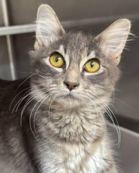 Domestic Medium Hair Cats Available for Adoption - Florence | PetCurious