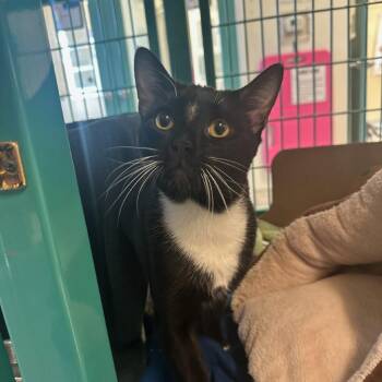 Domestic Short Hair Cats Available for Adoption - Jack Black | PetCurious