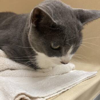 Jack -  Domestic Short Hair Cat for Adoption in Blue Ridge, Georgia - Jack | PetCurious