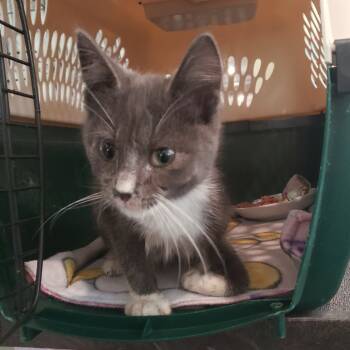 Rescue Domestic Medium Hair Cats for Adoption in Mondovi, Wisconsin - Tripp | PetCurious