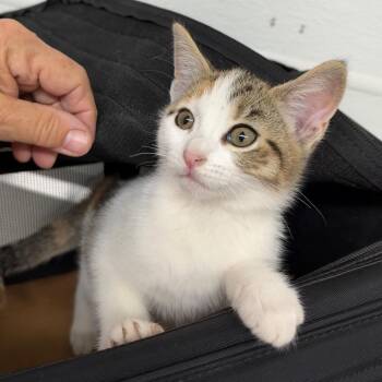 RUBY -  Domestic Short Hair Cat for Adoption in Richmond, California - RUBY | PetCurious