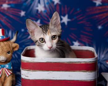 Cheeki Le Chat -  Calico and Tabby Cat for Adoption in Chandler, Arizona - Cheeki Le Chat | PetCurious