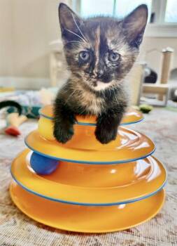 Domestic Short Hair Cats Available for Adoption in Dedham, Massachusetts - EEYORE | PetCurious