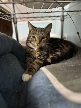 Rescue Domestic Short Hair and Tabby Cats for Adoption in Harpers Ferry, West Virginia - Boots | PetCurious