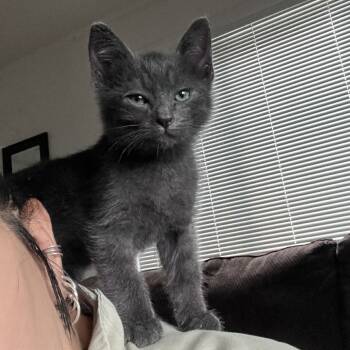 Rescue Domestic Short Hair Cats for Adoption in Redwood City, California - Natto | PetCurious