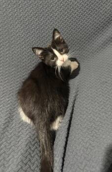 Cupid -  Domestic Short Hair Cat for Adoption in Chicago, Illinois - Cupid | PetCurious