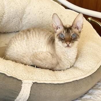 Cornish Rex Cats Available for Adoption - RAYRAY | PetCurious