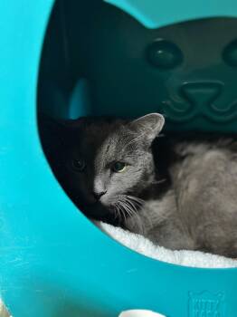Domestic Short Hair Cats Available for Adoption in Billings, Montana - Fiona | PetCurious