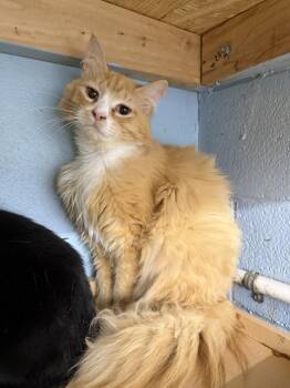 Arson -  Domestic Long Hair Cat Available for Adoption in West Mifflin, Pennsylvania - Arson | PetCurious