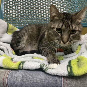 Gus Gus -  Domestic Short Hair Cat for Adoption in Springfield, Missouri - Gus Gus | PetCurious