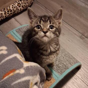 Platinum -  Domestic Short Hair and Tabby Cat for Adoption in East Amherst, New York - Platinum | PetCurious