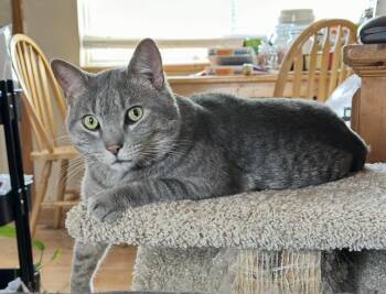 Rescue Domestic Short Hair Cats for Adoption in Colorado Springs, Colorado - Beastie Boy | PetCurious