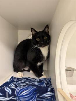 HOKI -  Domestic Short Hair Cat for Adoption in Kent, Washington - HOKI | PetCurious