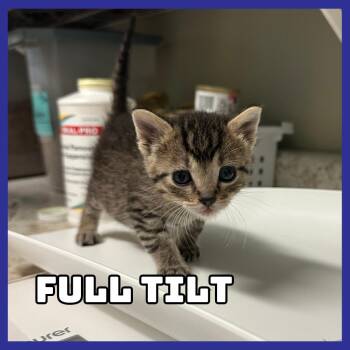 Full Tilt -  Domestic Short Hair Cat for Adoption in Glenwood, Minnesota - Full Tilt | PetCurious