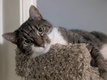 Domestic Short Hair Cats Available for Adoption in Lancaster, Pennsylvania - Grover | PetCurious