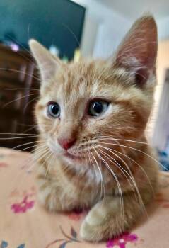 Tennessee -  Domestic Short Hair and Tabby Cat for Adoption in Pasco, Washington - Tennessee | PetCurious