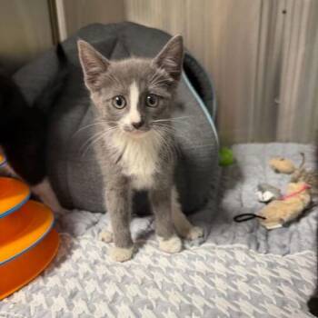 Bubbles -  Domestic Short Hair Cat for Adoption in Waynesville, North Carolina - Bubbles | PetCurious