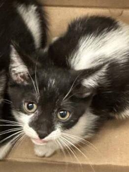 Stripe -  Domestic Short Hair Cat for Adoption in Wichita, Kansas - Stripe | PetCurious
