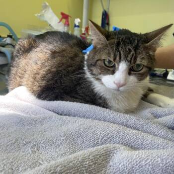 Domestic Short Hair Cats Available for Adoption - Merry | PetCurious