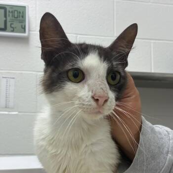 Burley -  Domestic Medium Hair Cat for Adoption in Corpus Christi, Texas - Burley | PetCurious