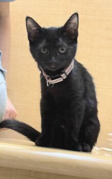 Molly -  Domestic Short Hair Cat for Adoption in Albuquerque, New Mexico - Molly | PetCurious