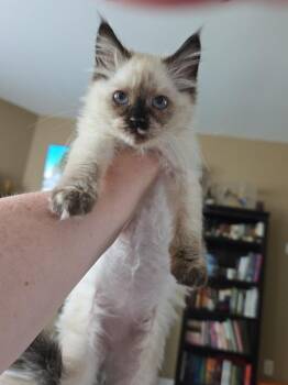 Mara -  Siamese Cat for Adoption in Buford, Georgia - Mara | PetCurious