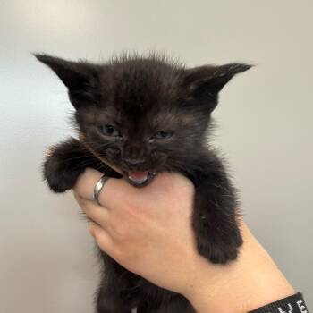 Domestic Short Hair Cats Available for Adoption in Sand Springs, Oklahoma - Raven Litter 1 | PetCurious