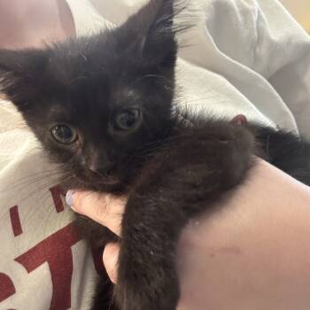 Rescue Domestic Short Hair Cats for Adoption in West Des Moines, Iowa - Baguette | PetCurious