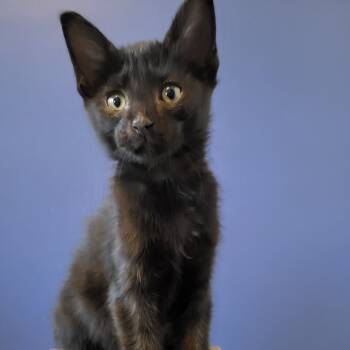 Rescue Domestic Short Hair Cats for Adoption in Chattanooga, Tennessee - Madeleine | PetCurious