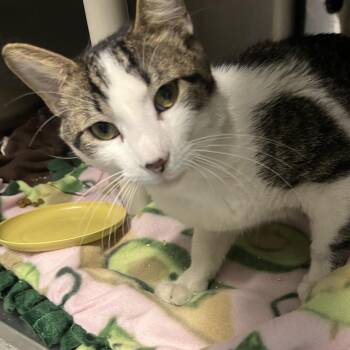 Bojangles -  Domestic Short Hair Cat for Adoption in Oak Park, Illinois - Bojangles | PetCurious