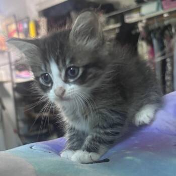 Ivy -  Domestic Medium Hair Cat for Adoption in Long Beach, California - Ivy | PetCurious