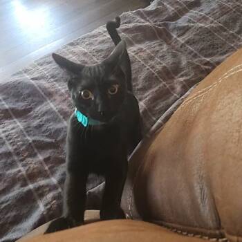 Rescue Domestic Short Hair Cats for Adoption in Austin, Texas - Parker EJS | PetCurious