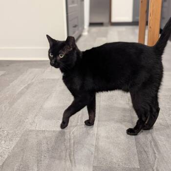 Domestic Short Hair Cats Available for Adoption - Panther | PetCurious