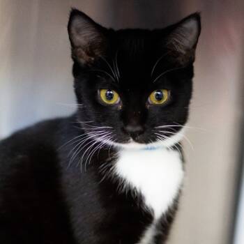 Rescue Domestic Short Hair Cats for Adoption in Cumming, Georgia - Olive 2 | PetCurious