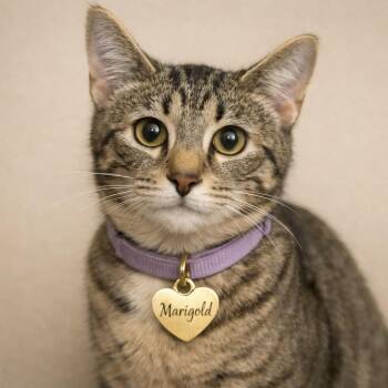 Marigold -  Domestic Short Hair Cat for Adoption in Hannibal, Missouri - Marigold | PetCurious