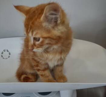 Fangs -  Domestic Medium Hair Cat for Adoption in Cleveland, Tennessee - Fangs | PetCurious