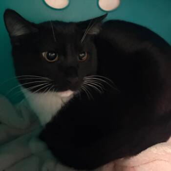 BB -  Domestic Short Hair Cat for Adoption in Spokane, Washington - BB | PetCurious