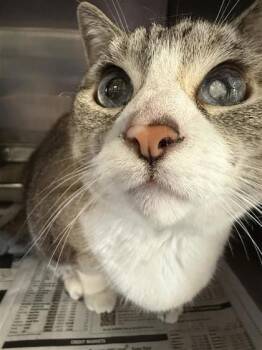 Domestic Short Hair Cats Available for Adoption in Largo, Florida - Mina | PetCurious