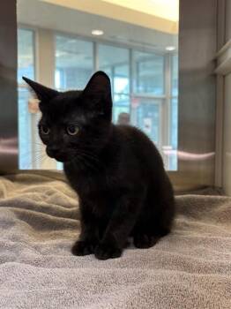 LOUISE -  Domestic Short Hair Cat for Adoption in Pearland, Texas - LOUISE | PetCurious